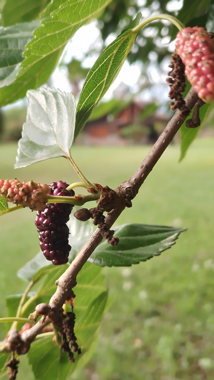 "Moras..." de Marcela Fabiana Pereyra