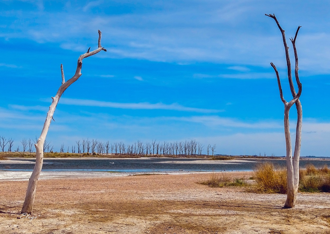 "Los viejos arboles de Epecuen." de Hugo Kolmann