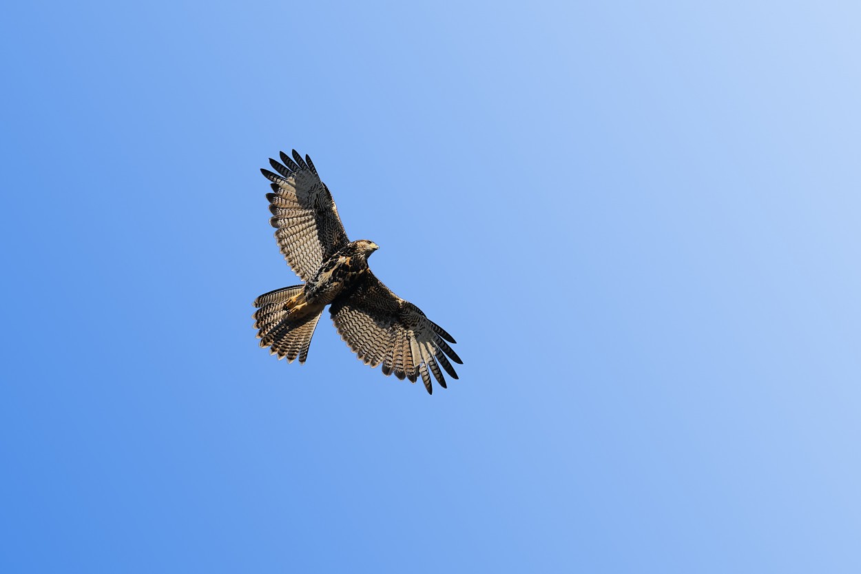 "La perfeccin en el vuelo" de Juan Carlos Barilari