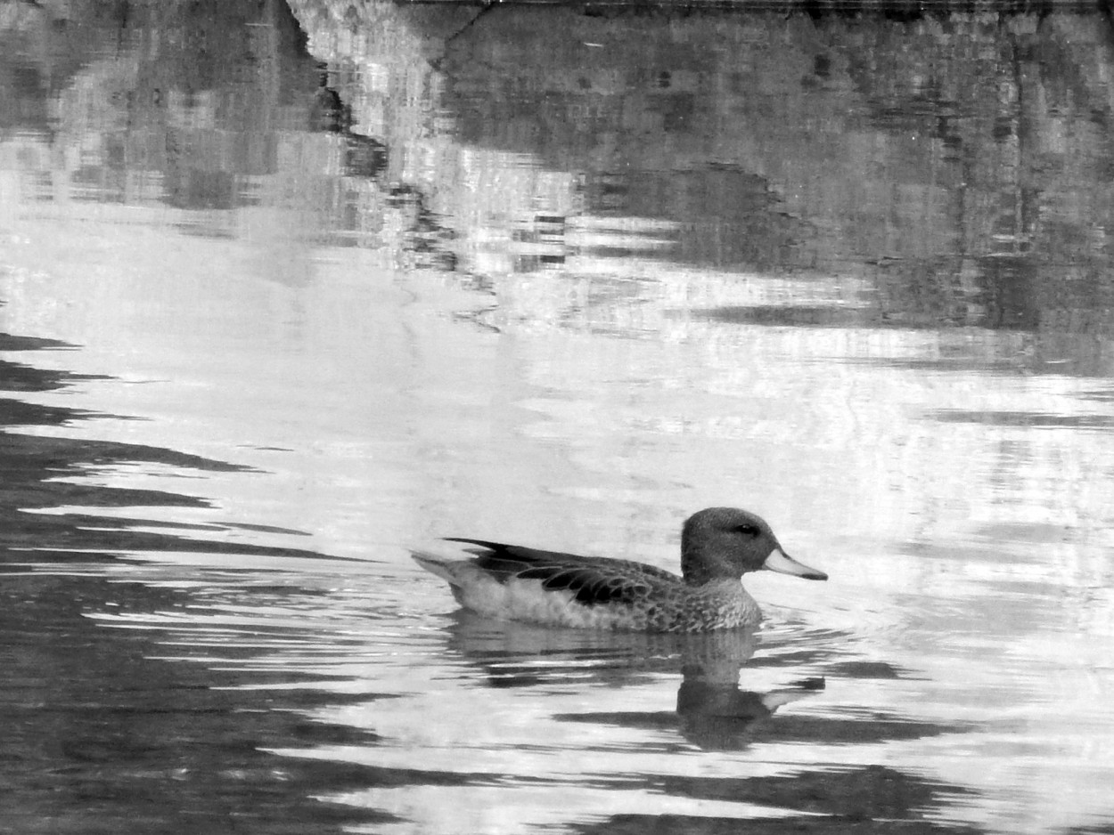 "El pato ByN" de Jos Luis Mansur