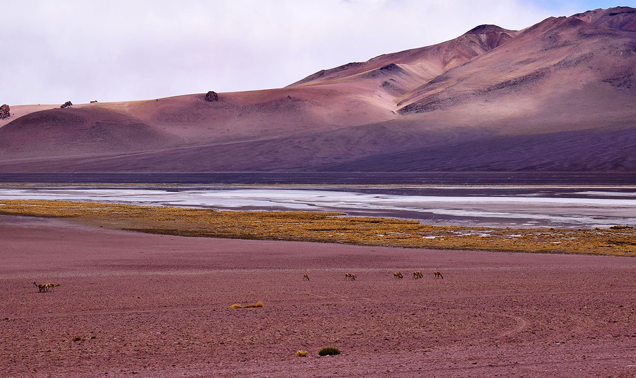 "Desierto de Atacama. Chile" de Ana Maria Real