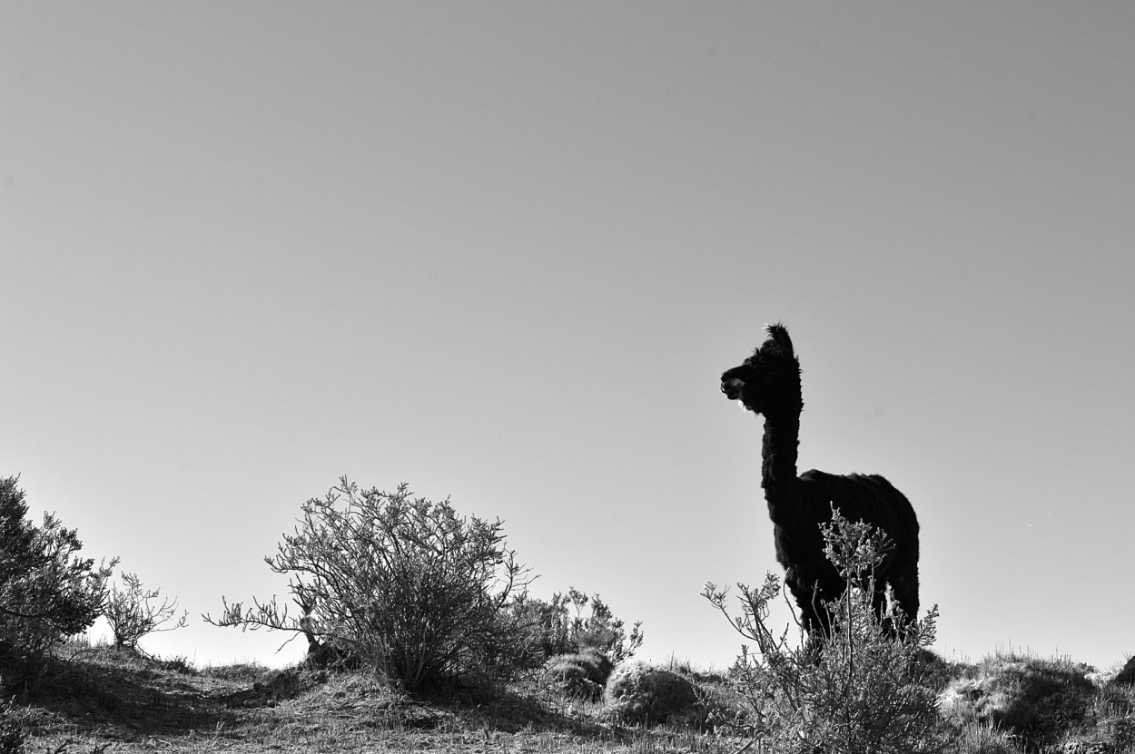 "llama negra" de Marcos Pedro Escudero