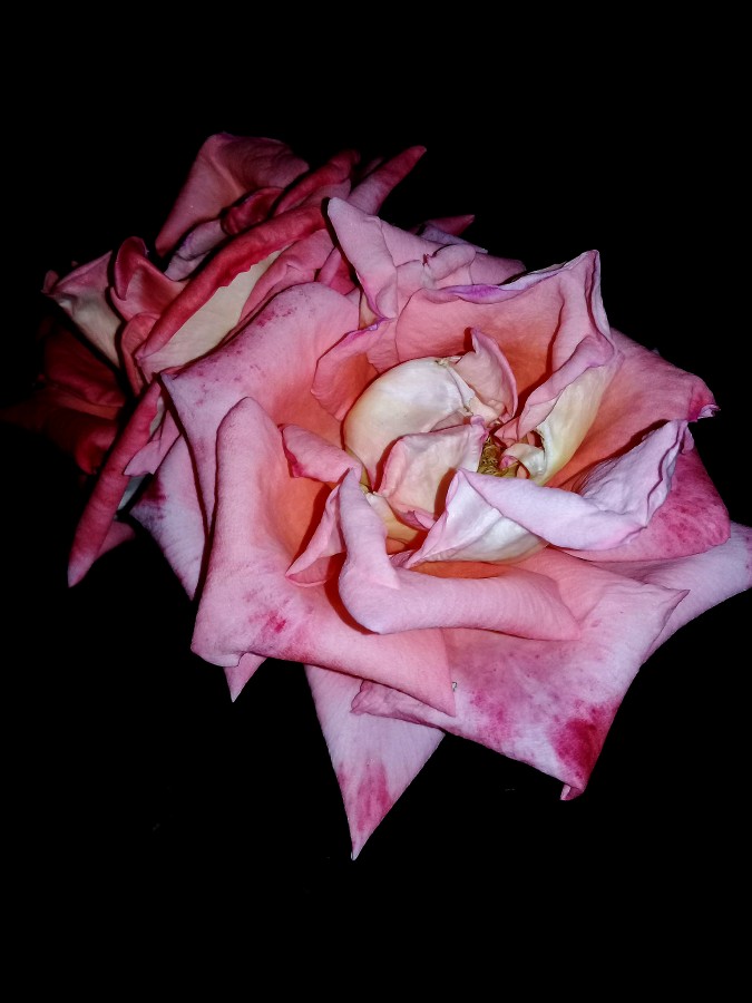 "Rosas rosa`" de Iris Elizabeth Scotto