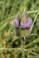 Polilla en el cardo