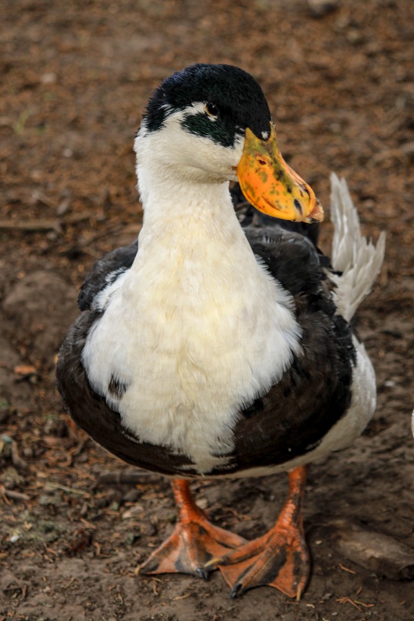 "Mc pato" de Patricio Abel Vera