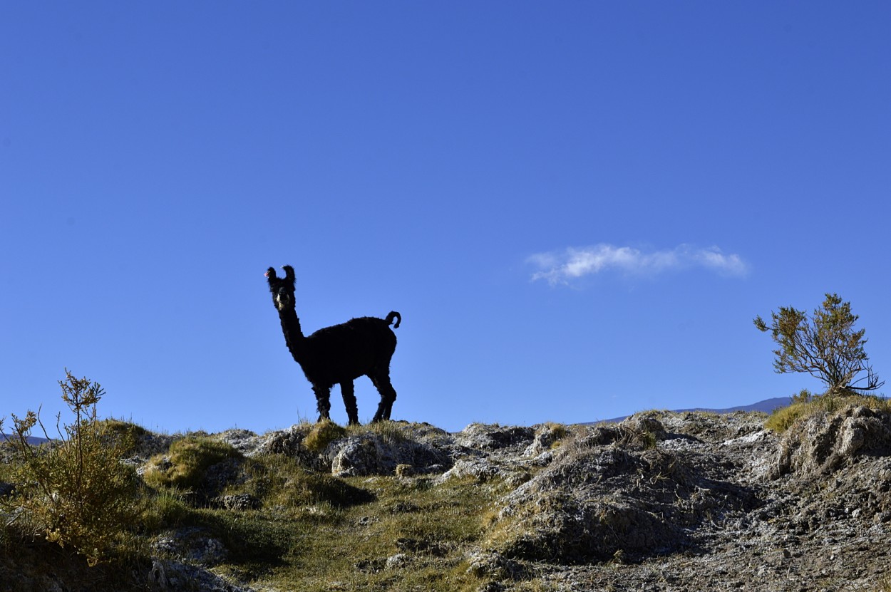 "La llama negra en color" de Marcos Pedro Escudero