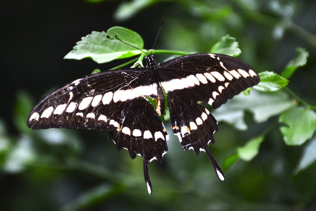 "Mariposa herida" de Osvaldo Sergio Gagliardi