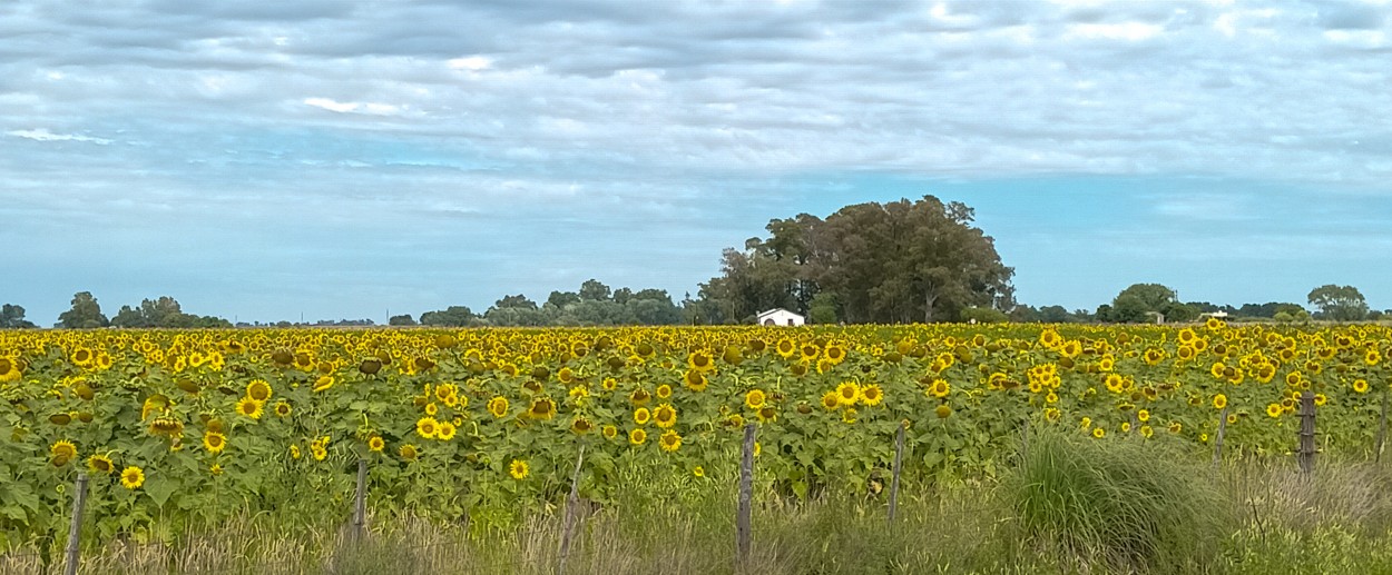 "Girasoles" de Mariela Trazar