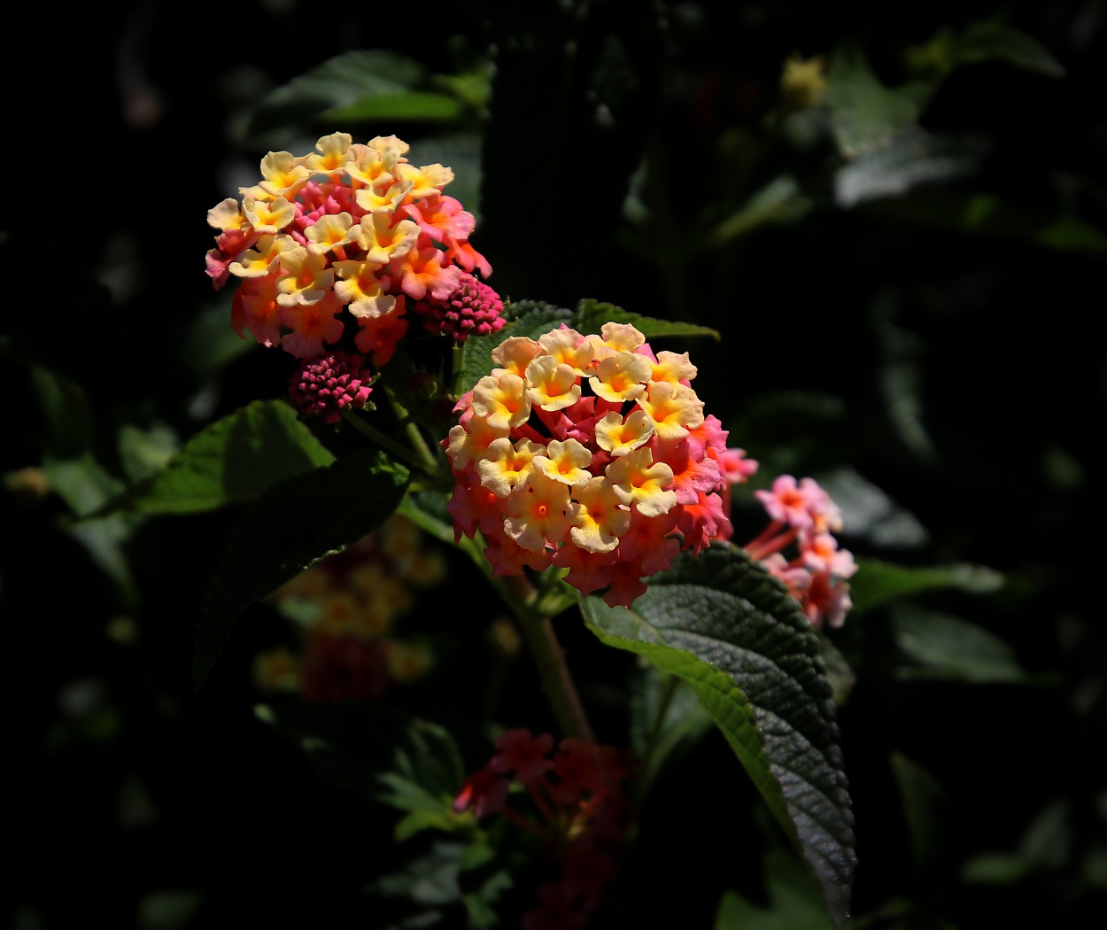 "Lantana de fuego" de Juan Carlos Barilari