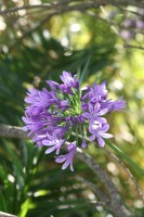 Destellos de lilas