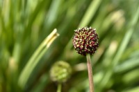 flor y fruto de cadiyo