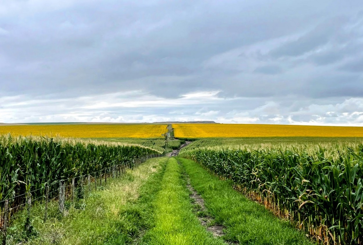 "Campo 1" de Manuel Raul Pantin Rivero