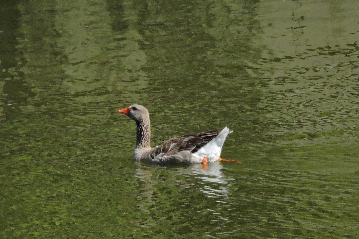 "Estilo pato" de Silvia Olliari