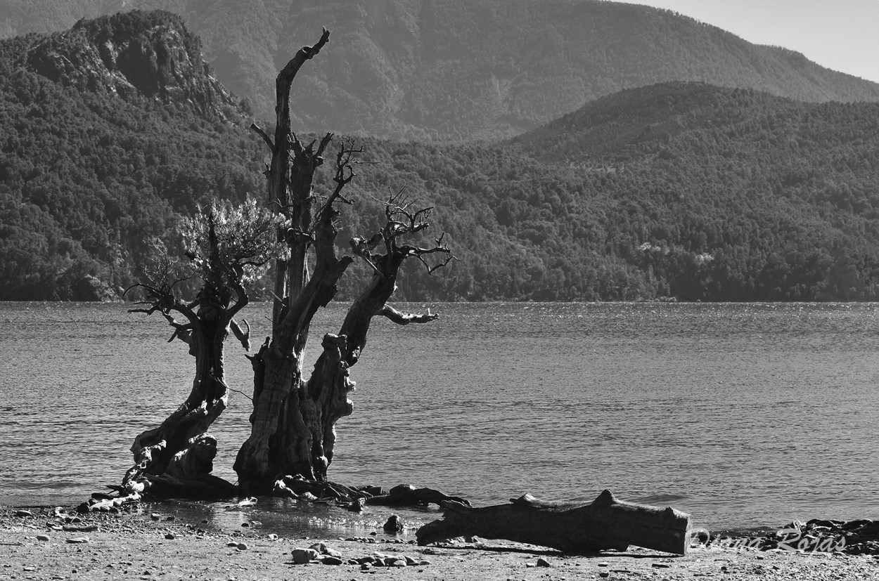 "Brotando en la orilla del lago" de Diana Rojas