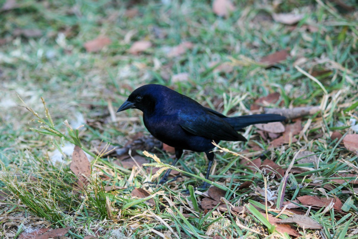 "Pjaro negro" de Patricio Abel Vera