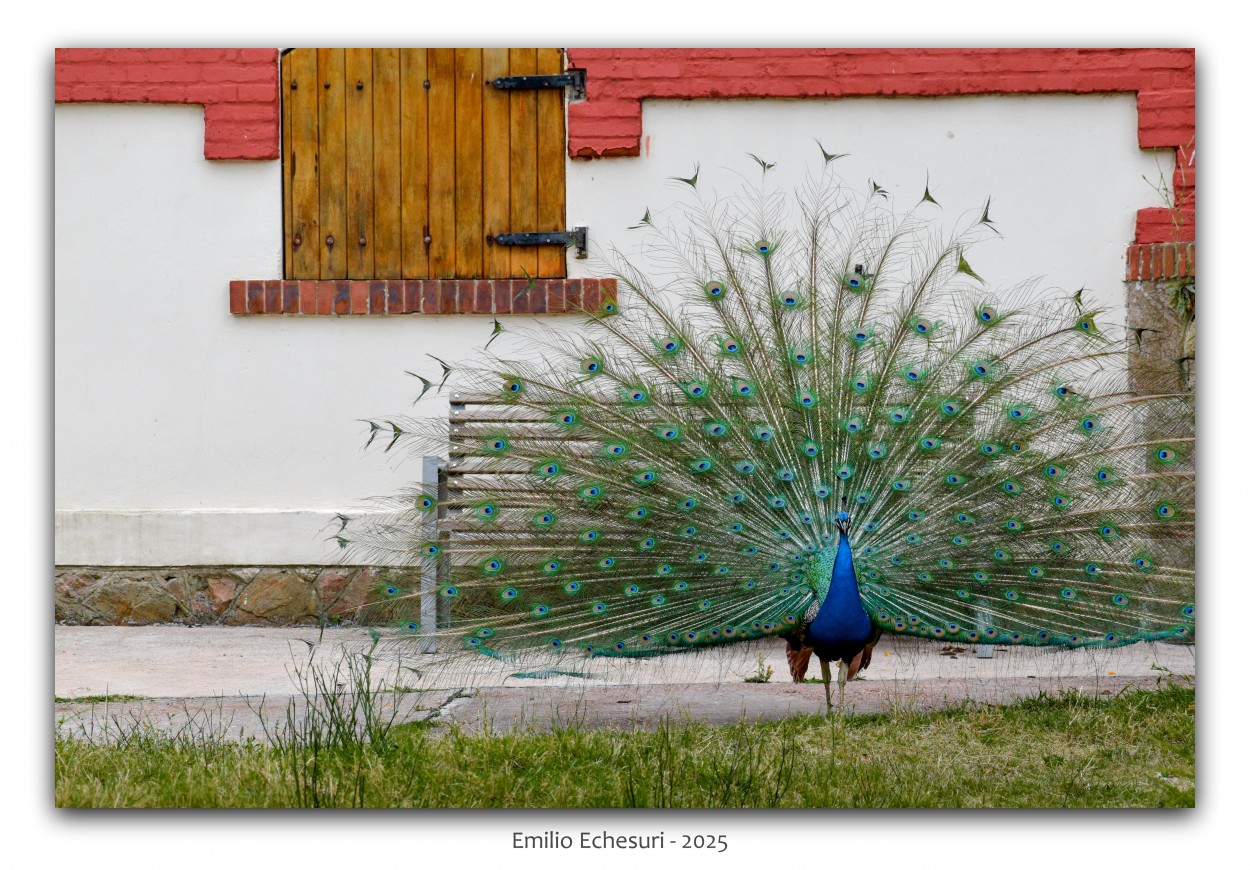 "Para la foto" de Emilio Echesuri