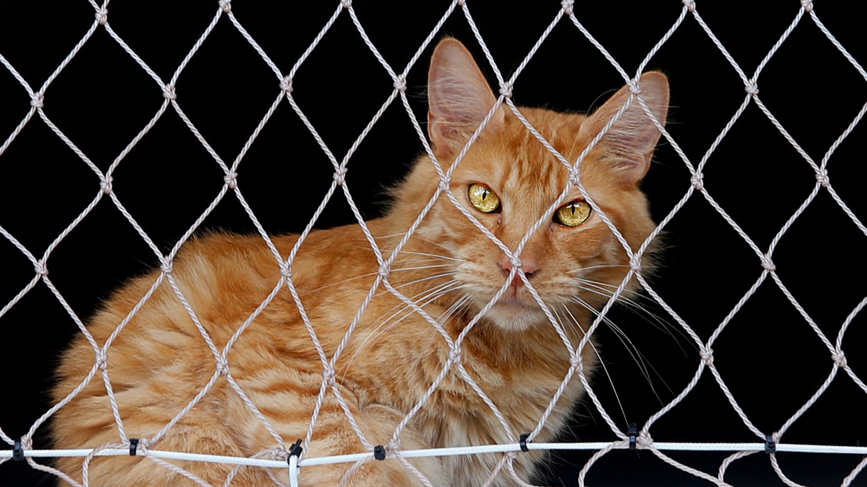 "Aqu hay gato encerrado!!!" de Juan Carlos Barilari