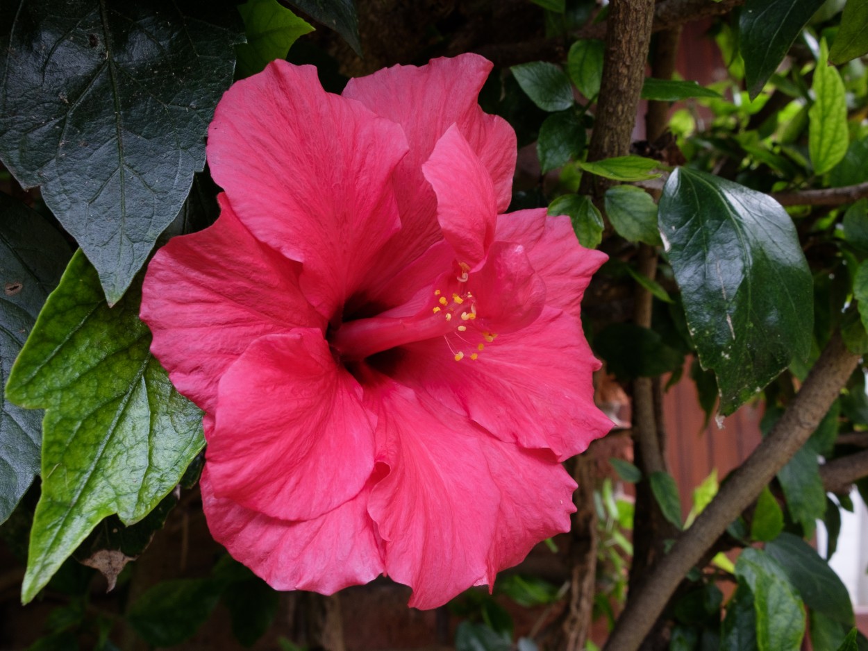 "Rosa China" de Patricia Briglia