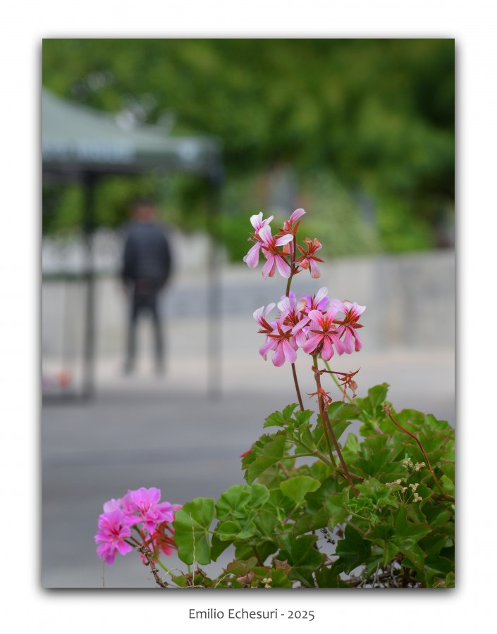 "Flores de la calle" de Emilio Echesuri