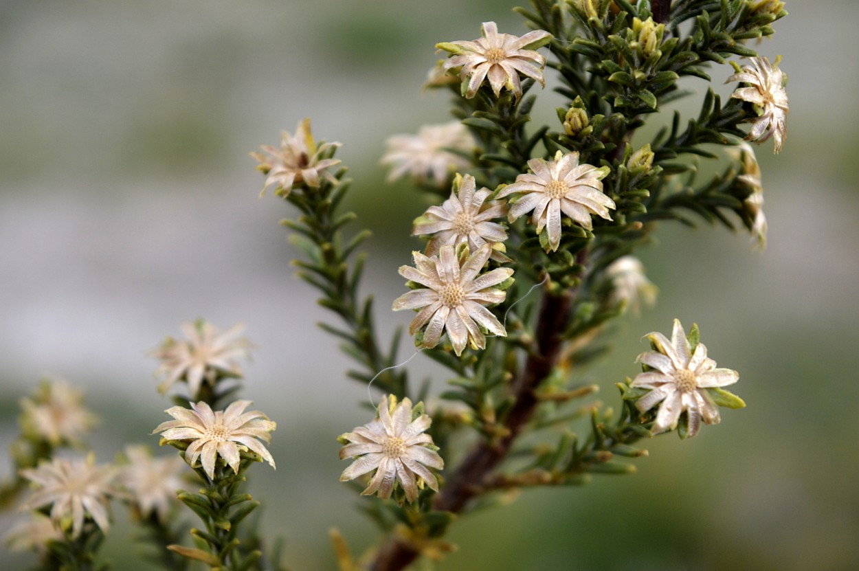 "flor de tola" de Marcos Pedro Escudero