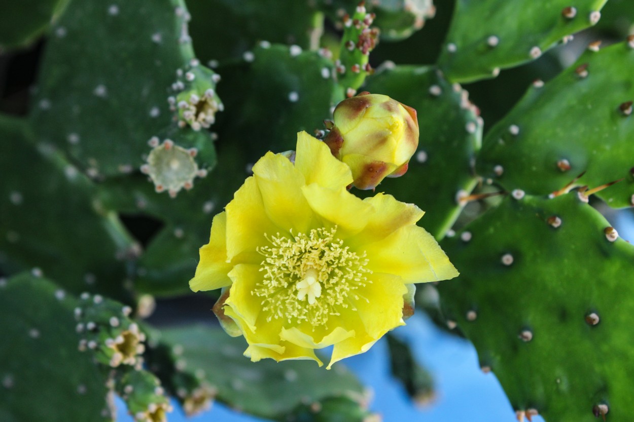 "Flor de cactus" de Patricio Abel Vera