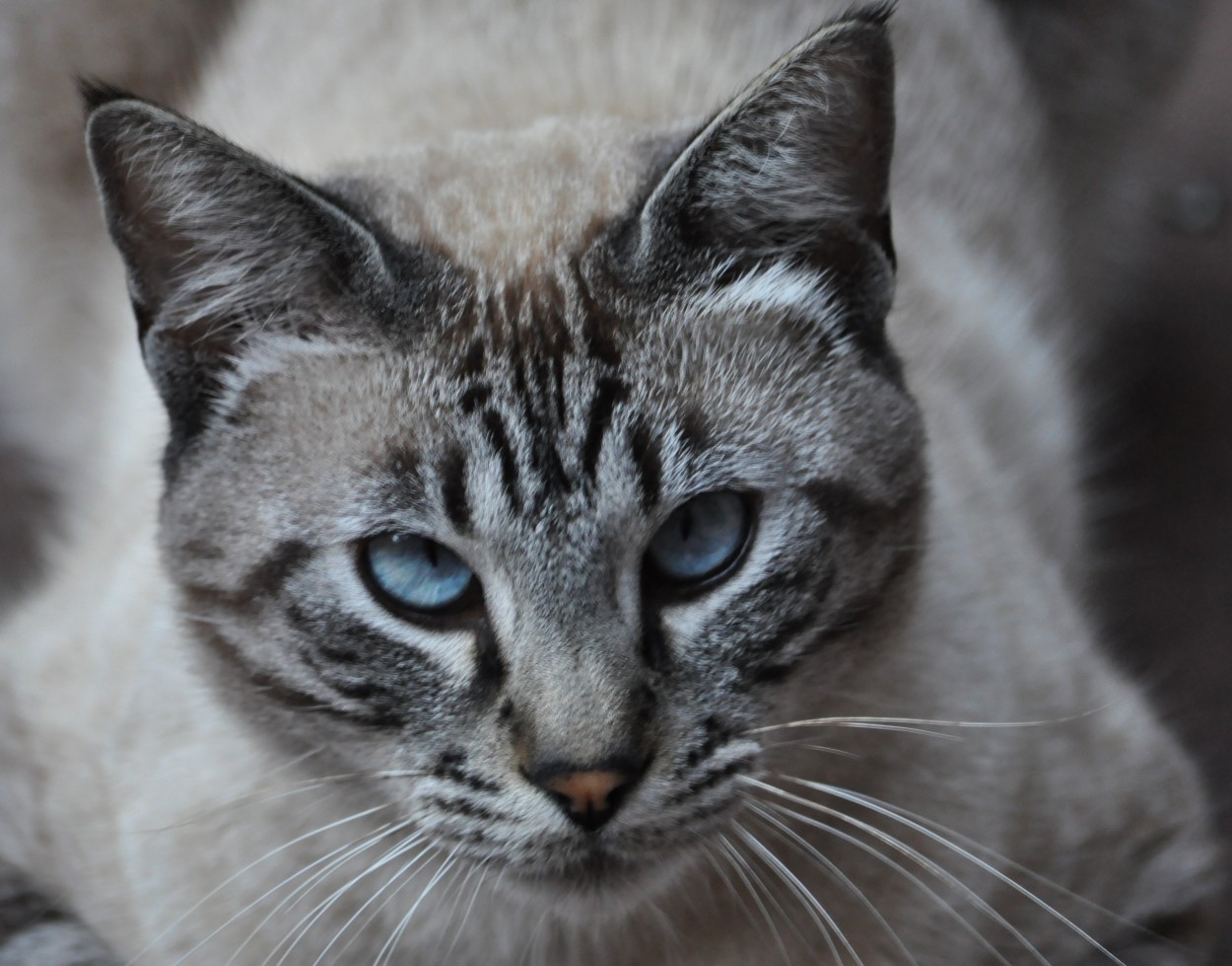 "Blue eyes..." de Maria Isabel Hempe