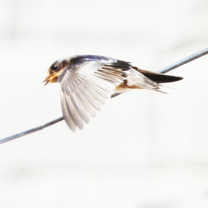 "vuela vuela, golondrina" de Mercedes Orden