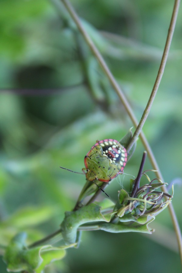 "Nezara viridula" de Patricio Abel Vera