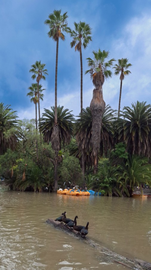 "Parque Pato" de Pablo Ezequiel Desima Teseira