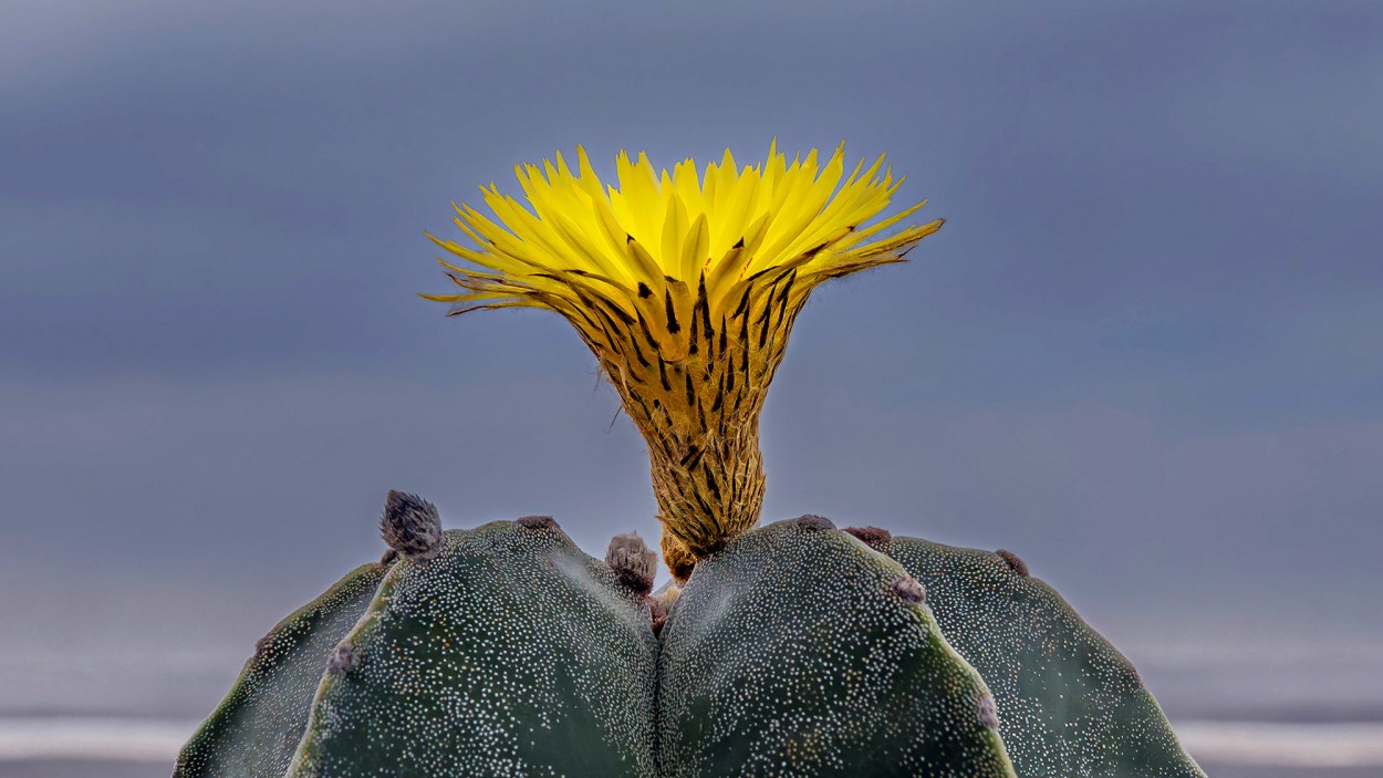 "Astrophytum coahuilense" de Alfredo Fushimi