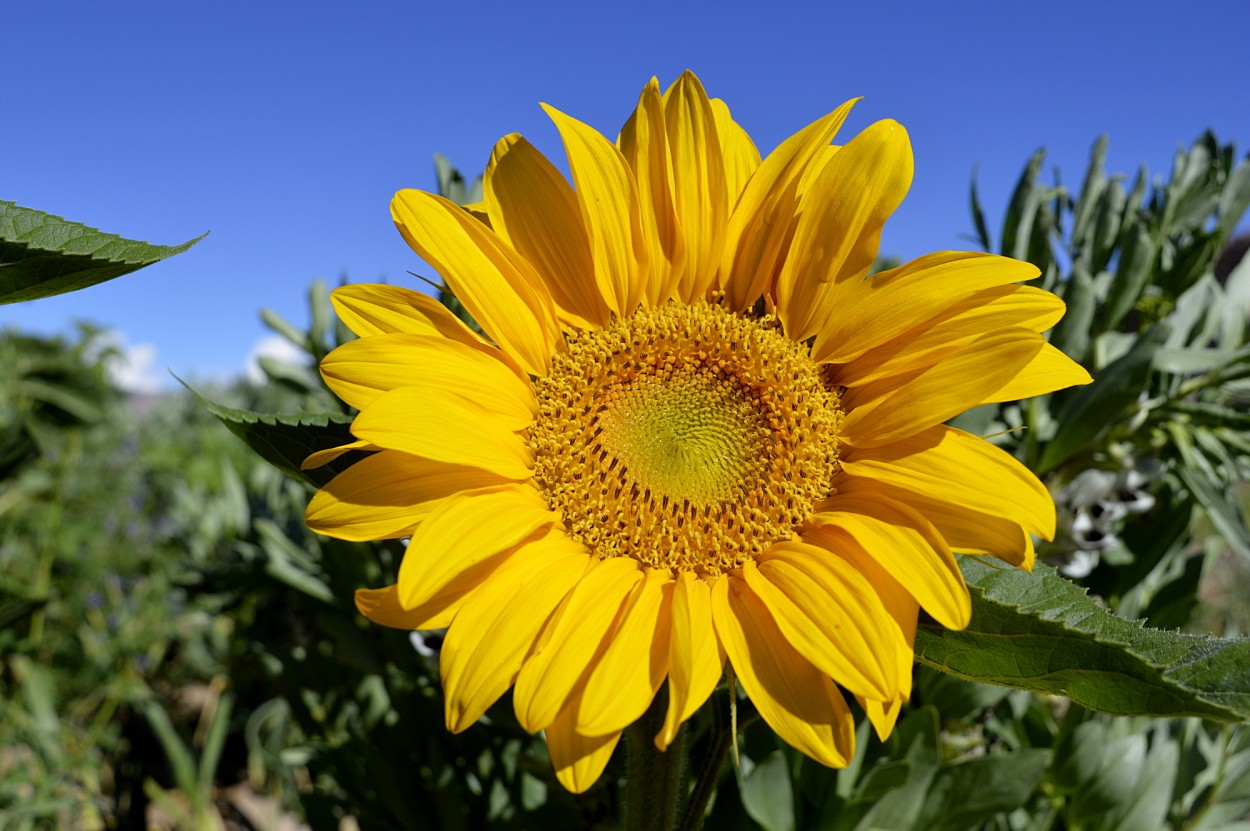 "El girasol" de Marcos Pedro Escudero