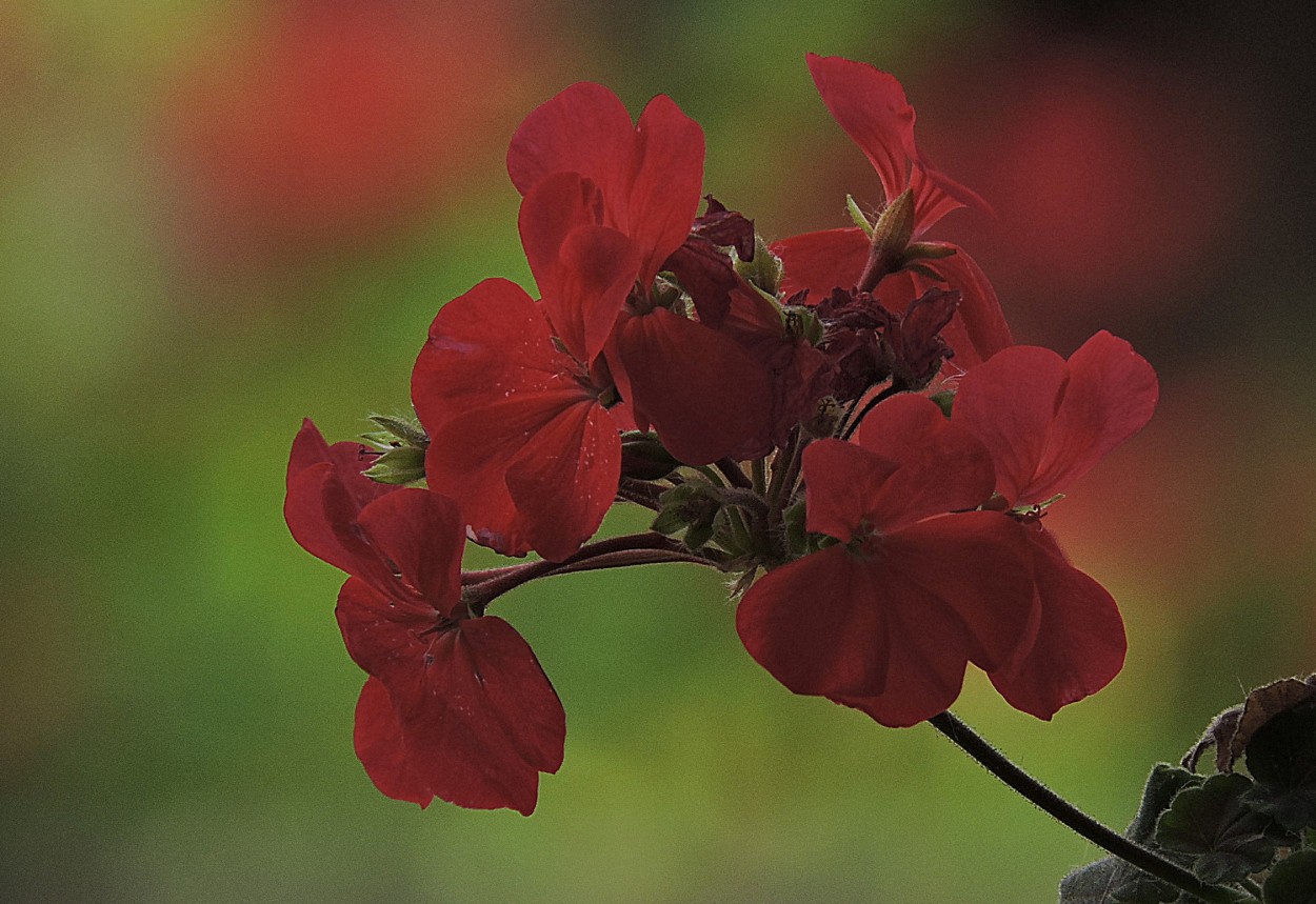 "Rojo malvon" de Silvia Olliari