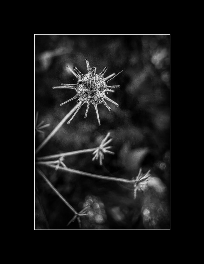 "Astrocitos y Neuronas" de Carmen Esteban