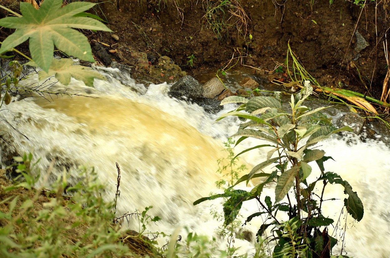 "Torrente" de Jose Charles Mengeon