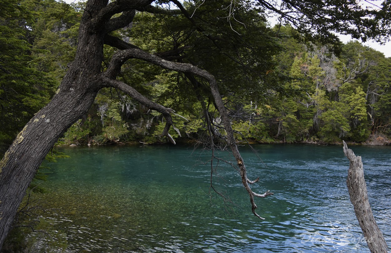 "Mirando al rio" de Diana Rojas