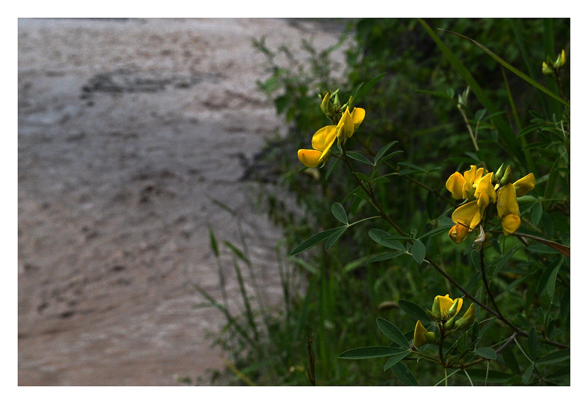 "Las flores del rio" de Karina Rollet