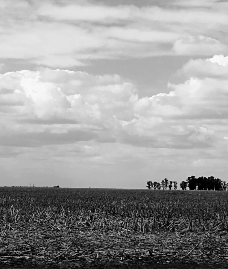 "Campo y cielo" de Daniela Palma