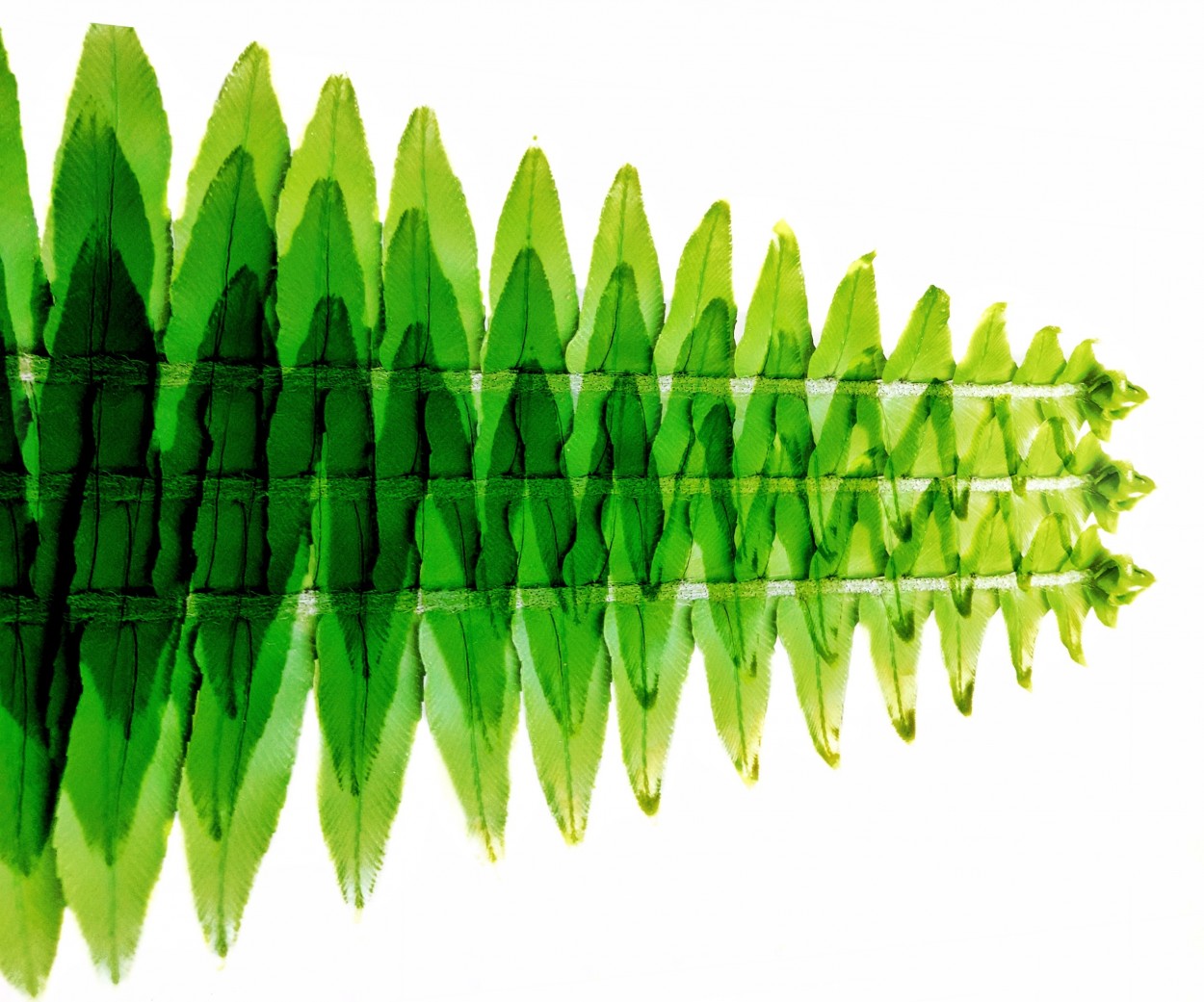 "Helecho abstracto" de Roberto Guillermo Hagemann