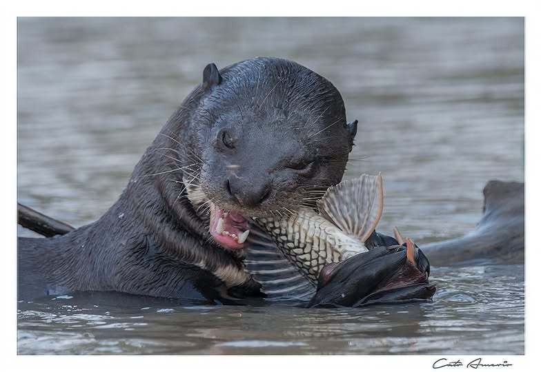 "Nutria Gigante" de Carlos Amerio (cato)