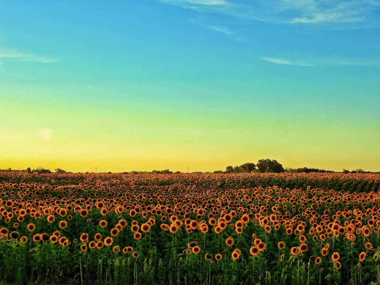 "Girasoles" de Marcelo Di Marco