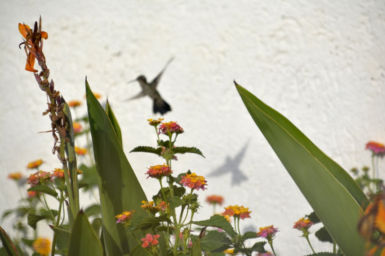 "`Bailo con mi sombra en la pared`...." de Andrea Cormick