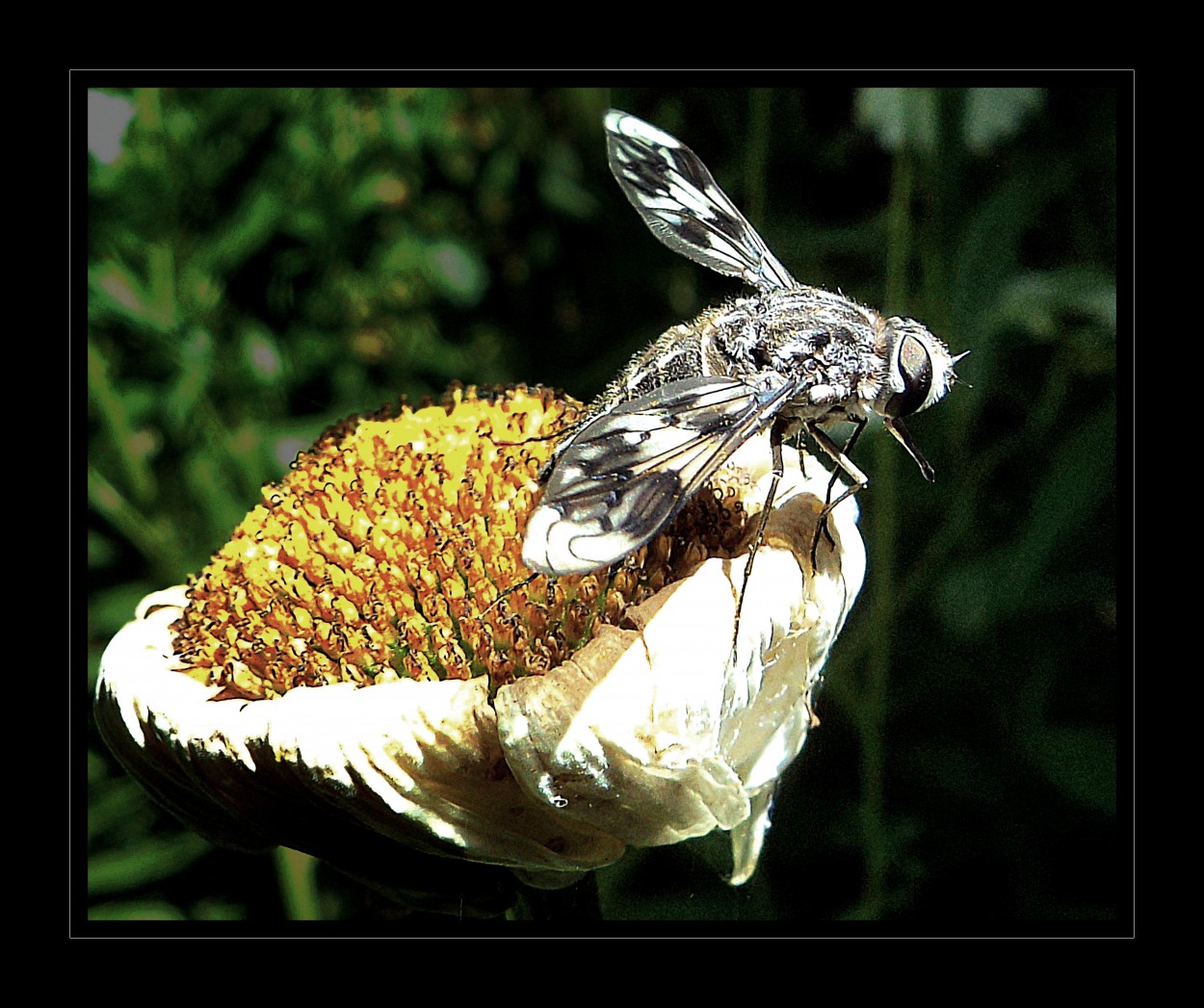 "Mosca bomblida" de Alejandro del Valle