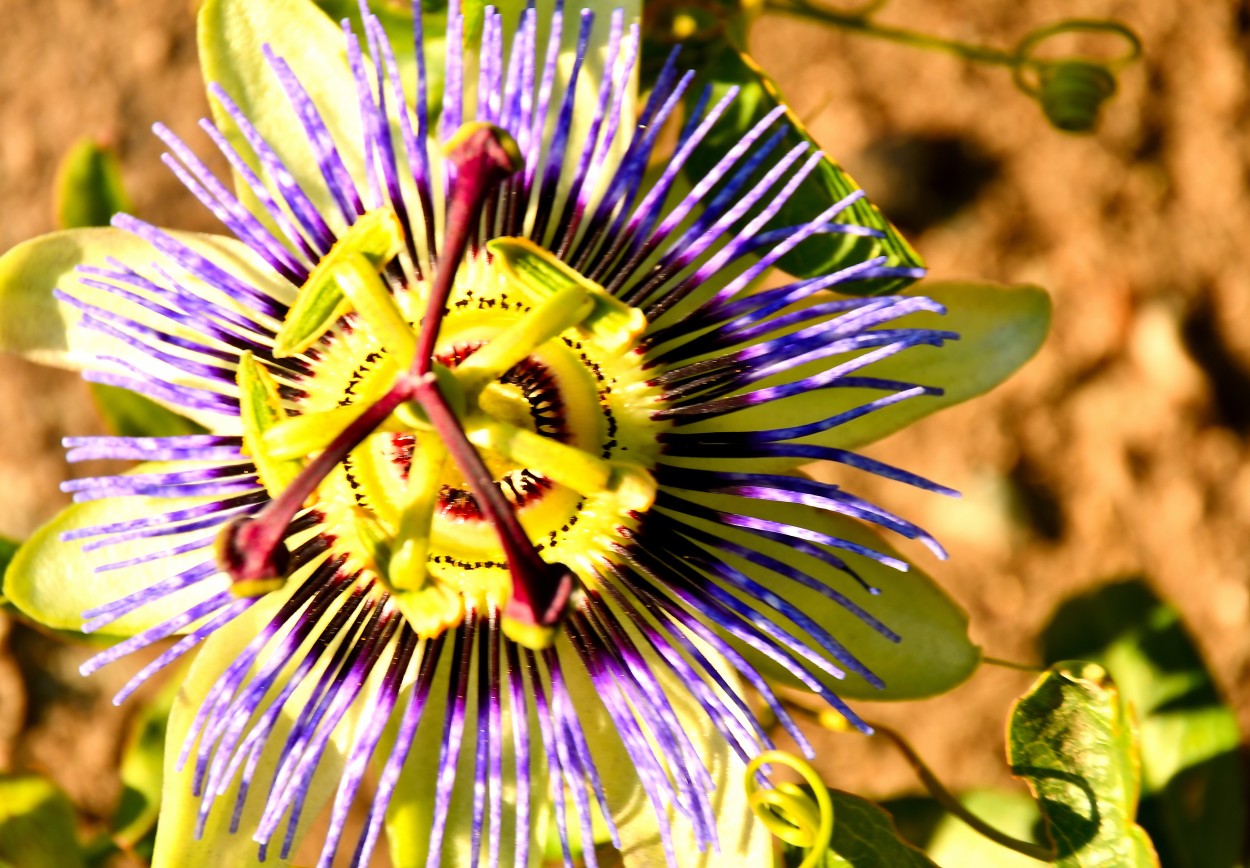 "Flor de pasionaria" de Jose Charles Mengeon