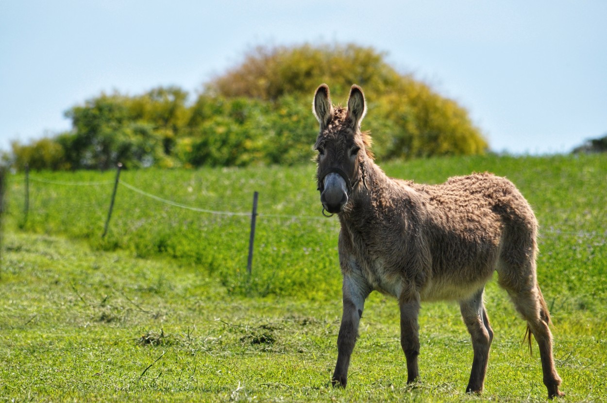 "Platero y yo..." de Maria Isabel Hempe