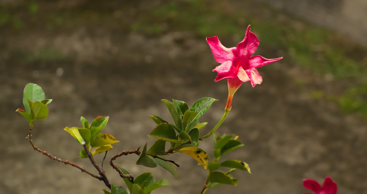 "Flor" de Ruben Ibarrola