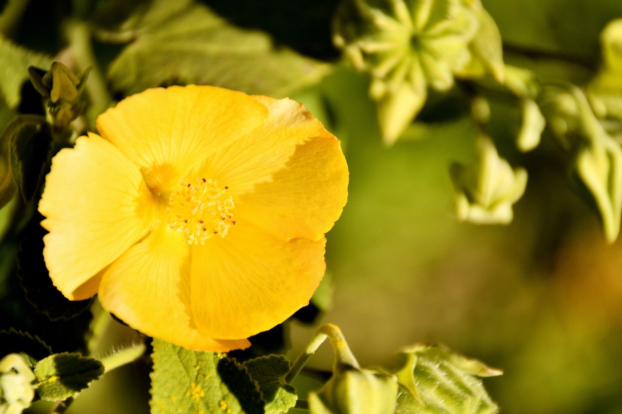 "Flor amarilla" de Jose Charles Mengeon