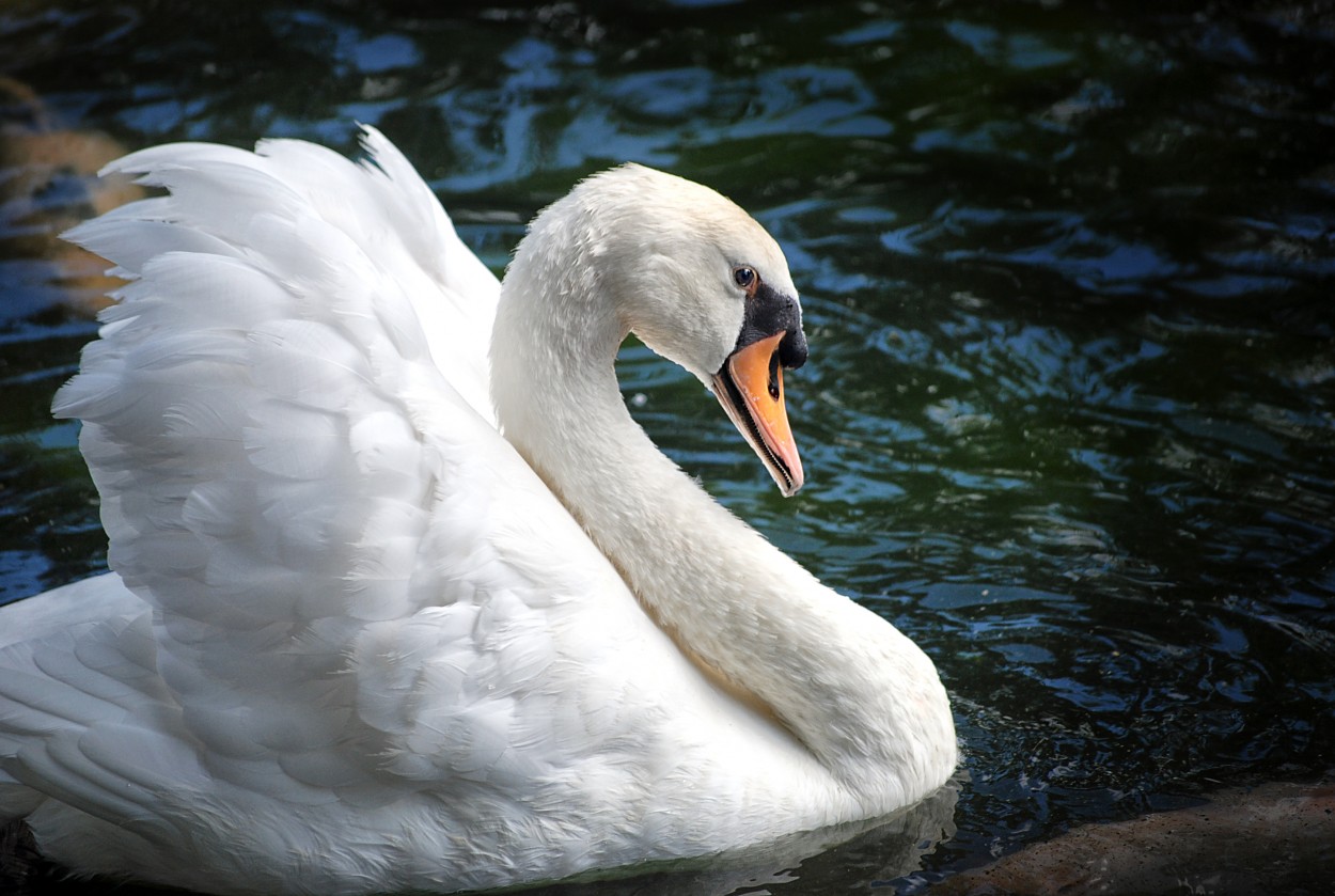 "El Cisne Blanco" de Juan Carlos Barilari