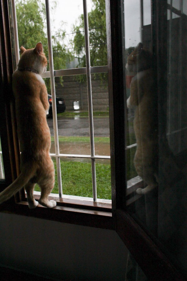 "Observando la lluvia" de Ludmila Ros