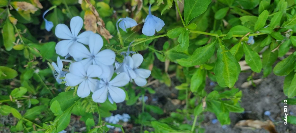 "Hermosa" de Maria Olivarez