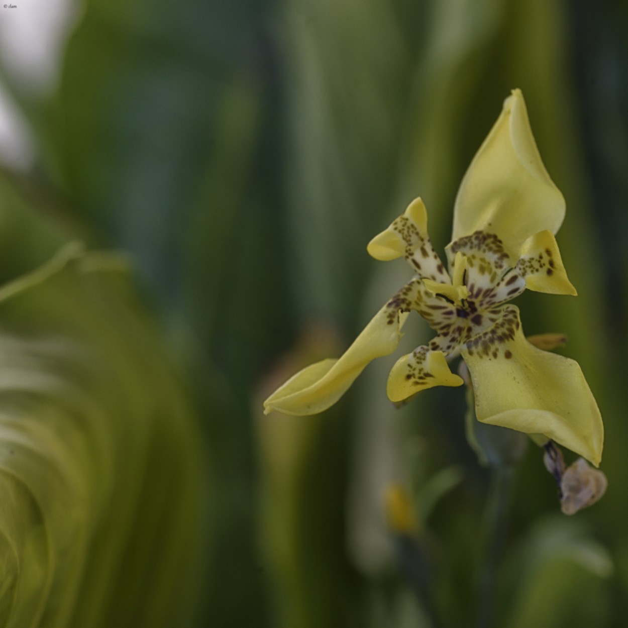 "La flor" de Carlos Aymerich